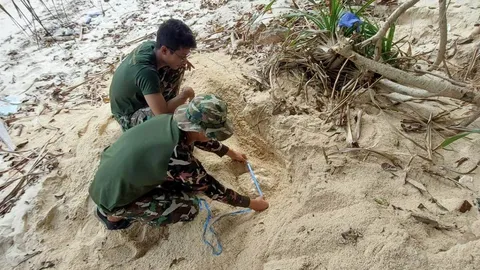 "แม่เต่ากระ" ขึ้นวางไข่รังที่ 8 ของปีนี้ บริเวณอ่าวในหุบเกาะทะลุ อีก 164 ฟอง