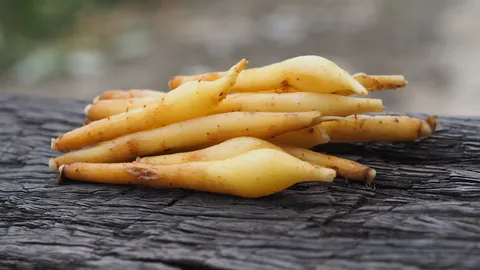 สรรพคุณน่ารู้ "กระชาย" พืชสมุนไพรพื้นบ้านสารพัดประโยชน์ มีดีกว่าที่คิด