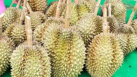 เที่ยวสวนทุเรียนคุณอุษาสงขลา หมอนทองปลอดสารกว่า 200 ต้น ตัดขายราคา กก.ละ 150
