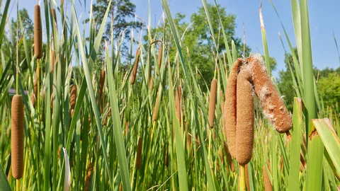 ดอกธูปฤาษีจากที่นารกร้างปลิวเข้าบ้าน ติดเสื้อผ้า เก็บกวาดยาก วอนเทศบาลเร่งแก้ไข