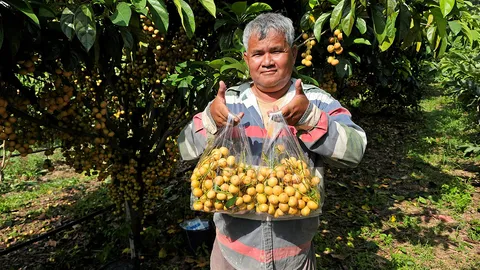 มะไฟหวานทองสยาม กลายพันธุ์เปรี้ยวเป็นหวาน