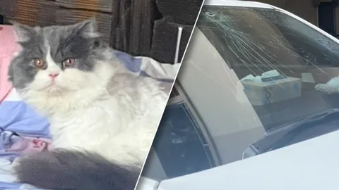 ทาสแมวใจหาย "เหมียวตกตึก" หล่นใส่กระจกหน้ารถยนต์แตกเป็นรู เจ้าตัวคางแตก