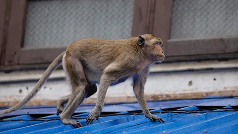 ฝูงลิงแสมบนภูเขาโต๊ะพญาวัง เข้ามาอาศัยตามอาคาร รื้อค้น ทำลายข้าวของเสียหาย