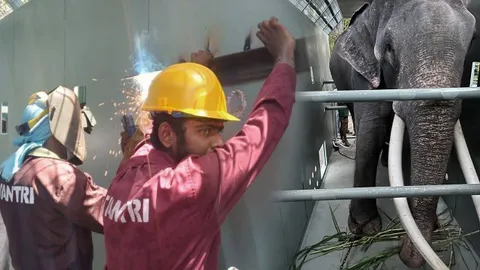 แก้ไขกรง "พลายศักดิ์สุรินทร์" เสริมห่วงยึด เพิ่มคาน เซฟความปลอดภัยบนเครื่องบิน   