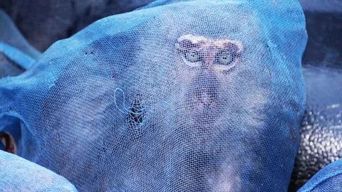 “ลิงแสม” ในจีนตัวเกือบล้าน! สรรพคุณยาโบราณ เปิบพิสดารแค่เป้าลวง