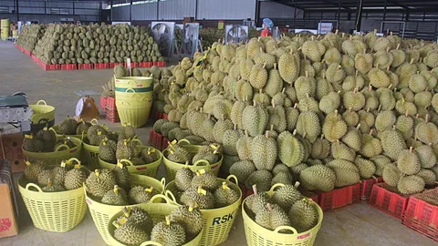 ผู้ว่าฯ จันทบุรี ปลื้มปี 66 ส่งออกทุเรียนทะลุเป้า ทำมูลค่ามากเป็นประวัติการณ์