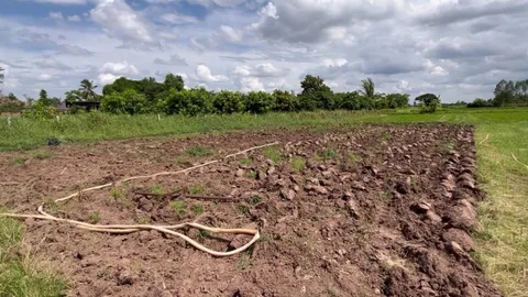 สวนกุยช่ายขาวแหล่งใหญ่ขอนแก่น เจอดินเค็มต้องไถทิ้ง วอนรัฐช่วยเหลือเร่งด่วน