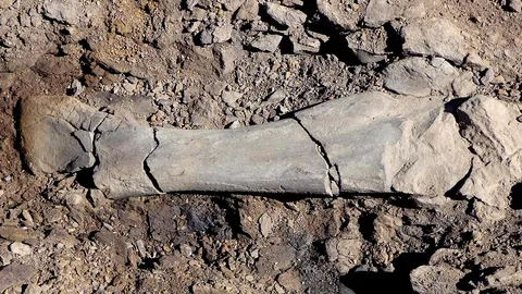 ซากไดโนเสาร์ปากเป็ดพันธุ์ใหม่พบในชิลี