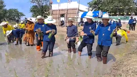 ผู้ว่าฯ ชัยภูมินำชาวบ้านช่อระกา ลงแขกดำนาแบบโบราณ ในแปลงเกษตรธรรมชาติไร้สารเคมี