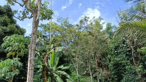 นายกฯ ผลักดันส่งออกต้นไม้ ไปยัง "ซาอุดีอาระเบีย" เพิ่มรายได้ให้คนไทย