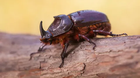 เตือนภัยพืชตระกูลปาล์ม ระวังด้วงแรดมะพร้าวผสมพันธุ์