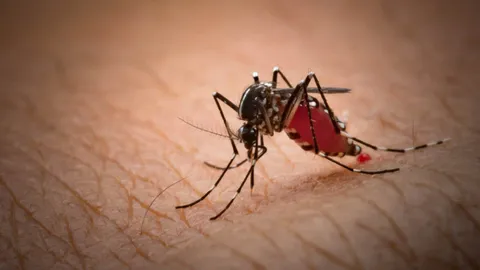 เช็กสัญญาณเตือน "ชิคุนกุนยา" โรคร้ายที่มาพร้อม "ยุงลาย" ระบาดมากช่วงฤดูฝน