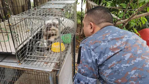 จบตำนานรัก 5 วัน หนุ่มเผลอใจรัก "แมวหลง" ก่อนทาสตัวจริง ติดต่อมารับคืน