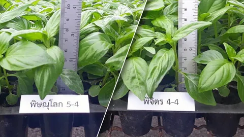 ฟ้าทะลายโจร 2 พันธุ์ดี