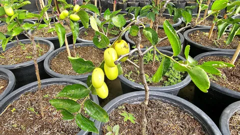 พุทราจีน..ฟันเสือ ไม้ต่างถิ่น IN กรุงเทพฯ