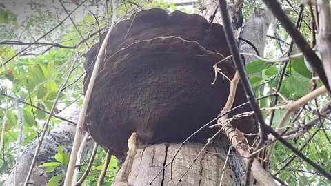 อันตราย "เห็ดยักษ์พ่นควัน" แท้จริงกำลังปล่อยสปอร์ เตือนห้ามเข้าใกล้-สูดดม