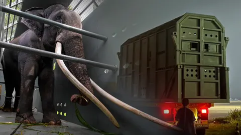 5 ชั่วโมง ซ้อมขนย้าย "พลายศักดิ์สุรินทร์" เหมือนวันส่งกลับไทย ใช้ทีมงาน 40 คน (คลิป)