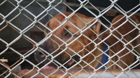 สยอง เลี้ยงสุนัขพิตบูล 2 ตัวในบ้าน รุมกัด แทะใบหน้าคนป่วยดับคาเตียง (คลิป)