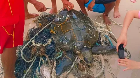นทท.หาดป่าตอง ร่วมช่วยเต่าทะเล ติดซากอวนเรือประมงมักง่าย (คลิป) 