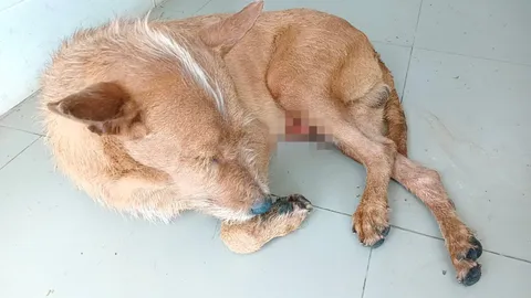 มนุษย์ใจบาปหยาบช้า รังแกน้องหมา ตัดจู๋เจ็บหนักหนีนอนซม