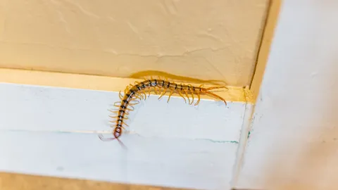 "ลางบอกเหตุ ตะขาบเข้าบ้าน” สื่อถึงเรื่องใด ให้โชคจริงหรือ