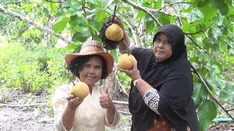 กระท้อนนาปริก เริ่มออกสู่ตลาดแล้ว ชาวสวนสตูลเฮปีนี้ราคาดี กก.ละ 60-70 บาท (คลิป)