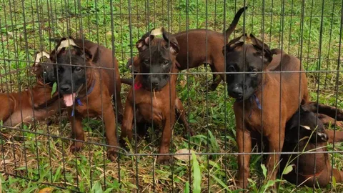 ฟาร์มหมาไทยหลังอานตราดยังรุ่ง ขายทำรายได้งดงาม ตลาดต่างชาติยังนิยมเลี้ยง