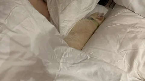 สาวเซ็ง "แมว" นอนเบียดจึงซื้อเตียงใหม่ จ่ายเงินไปไม่ทันไร ต้นเหตุกลับย้ายที่นอน