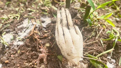 "เห็ดมือผี" โผล่พร้อมกลิ่นเน่า คอหวยเชื่อให้โชค แห่ส่องเลขเด็ดงวด 1/7/66