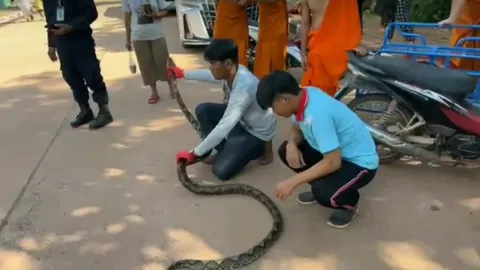 คอหวยตะลึงพบ "งูเหลือม" เลื้อยออกมาจากเกาะคำชะโนด แห่ส่อง "เลขเด็ด" ลุ้นรวย