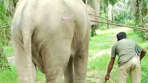 ช้างพลายวัย 21 ปี หลุดโซ่ จนท.ล่อมายิงลูกดอก จับกลับที่เดิม 