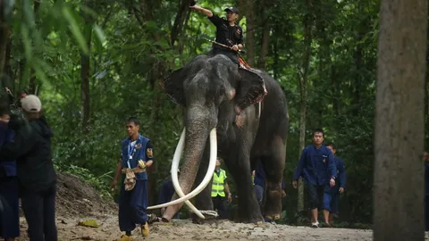 รู้จักช้าง “งาอุ้มบาตร” กับความเชื่อโบราณของชาวศรีลังกา