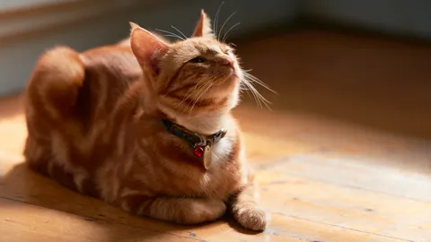 10 ปลอกคอแมวนิรภัย น่ารัก ใส่ง่าย เพิ่มความปลอดภัย