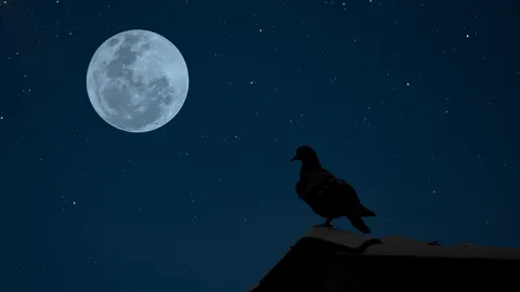 ความเชื่อ "ลางบอกเหตุนกบินเข้าบ้าน" โบราณว่าหมายถึงโชคดีหรือร้าย?