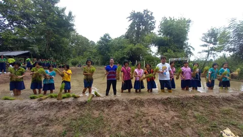 เด็กกะเหรี่ยงชายแดนพบพระ ดำนาปลูกข้าวสืบภูมิปัญญา ตามวิถีชีวิตชาวบ้านยะพอ