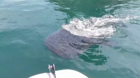 ตื่นตา ฉลามวาฬ สบายใจโผล่แพ็กคู่ที่เกาะห้อง จ.กระบี่ (คลิป) 