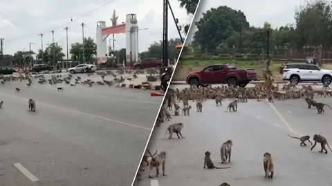 ลิงศาลพระกาฬแท็กทีมฝูงพระปรางค์สามยอด ตีลิงตึกแย่งกินขนมหวาน อลหม่านเมืองลพบุรี