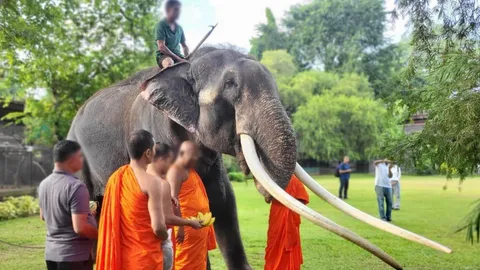เจ้าของเดิม เผย "พลายศักดิ์สุรินทร์" ไม่ได้ถูกทรมาน พร้อมแจงที่มาบาดแผล