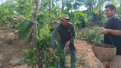 ชาวสวนทุเรียนครบุรี ปลูกมะละกอ และผักหวานเก็บขาย หารายได้และเป็นทุนดูแลผลผลิต