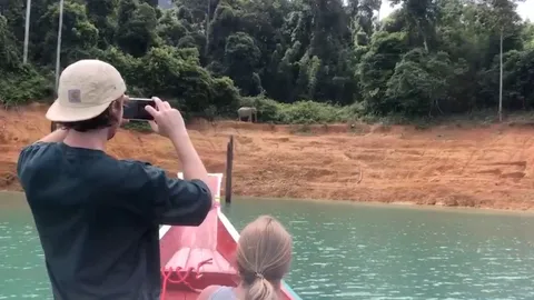 นักท่องเที่ยวโชคดี เจอช้างป่า 7 ตัวลงกินน้ำ ส่งเสริมการท่องเที่ยวเขื่อนเชี่ยวหลาน