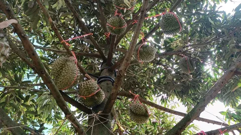 เตรียมเที่ยวงาน ทุเรียนต้นน้ำมูลครบุรี เพิ่มช่องทางการตลาด กระตุ้นเศรษฐกิจโคราช
