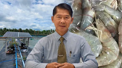 ปมกุ้งทะเลราคาร่วง กรมประมงแจงที่มา