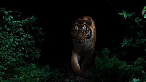 เสือเฒ่าไม่ทิ้งลาย