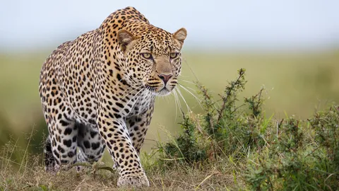 A leopard does not change itsspots.