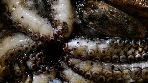 หนุ่มสิงคโปร์เฉียดตาย เหตุปลาหมึกติดคาในลำคอ