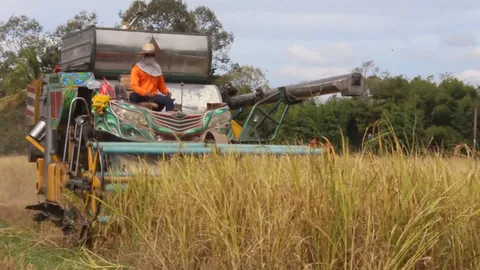 ชาวนาครบุรีเร่งเกี่ยวข้าวนาปรัง เตรียมดินปลูกข้าวนาปี หลังมีฝนตกชุกต่อเนื่อง