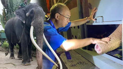 กระแสทวงคืนพลายประตูผา ช้างแก่วัย 50 หลังพาพลายศักดิ์สุรินทร์กลับไทย 