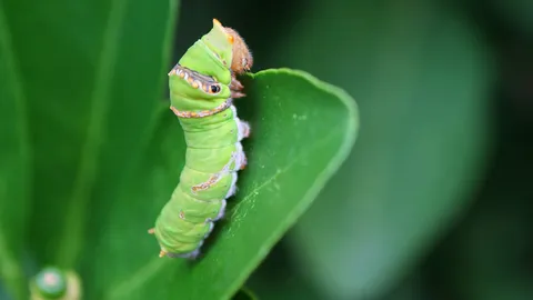 เรื่องเล่าของเจ้าหนอน