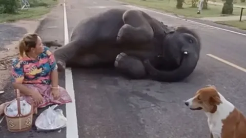 โดนขัดใจ "พลายดาวมงคล" ไม่ได้กินทุเรียน นอนชักดิ้นชักงอ แม่บอกกินก่อนพระไม่ได้ (คลิป)