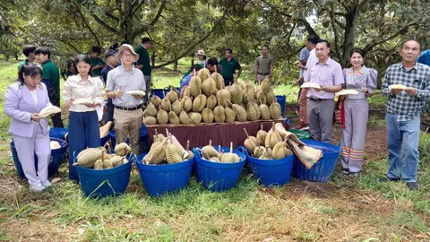 รองผู้ว่าฯ โคราชเปิดงานบุปเฟต์ทุเรียนสวนมหาลาภเขาใหญ่ เต็มอิ่ม 3 สายพันธุ์